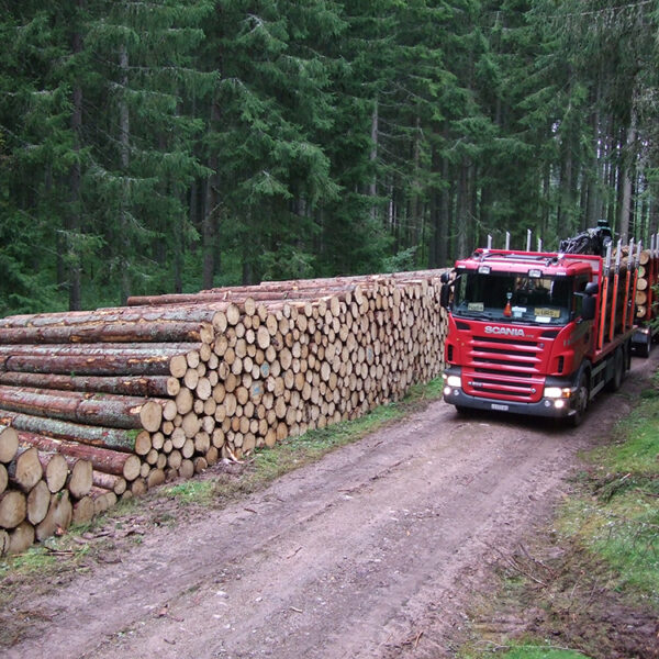 Ahornstammholz PEFC Hochwertiges-  1 LKW- 50RM