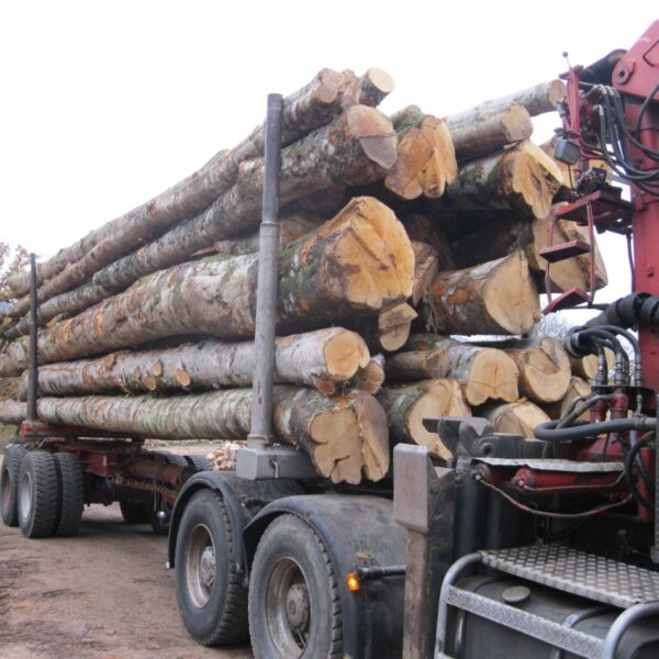 Buchenstammholz PEFC Hochwertiges-  1 LKW- 50RM