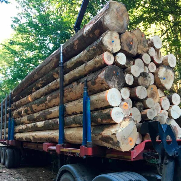 Lärchestammholz PEFC Hochwertiges- (Halbe LKW) - 25RM